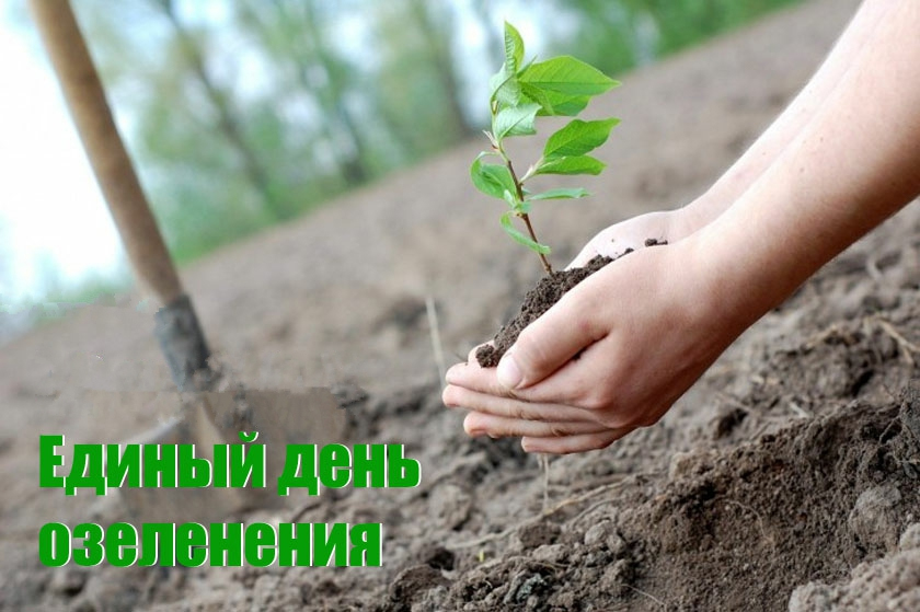Единый день озеленения пройдёт в Беларуси 11 октября